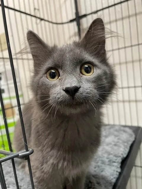 A young medium-sized male Domestic Medium Hair cat named Stormy for adoption in Hayward, WI