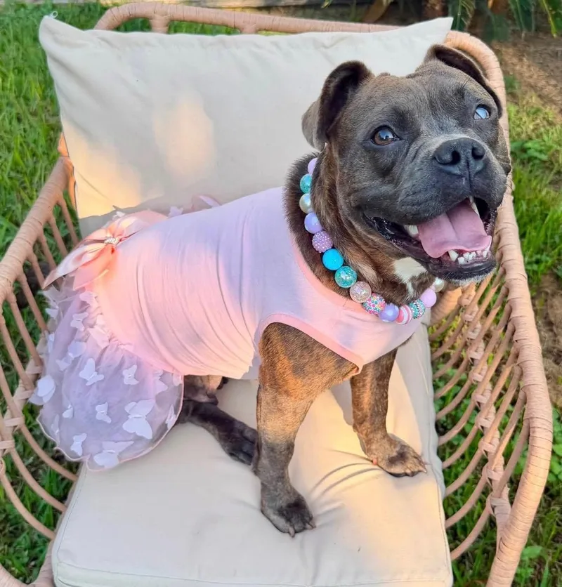 petite 'lil "Button"  thumbnail 5