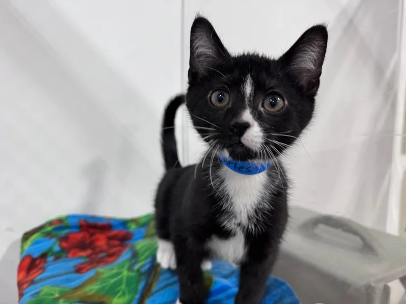 A baby small-sized male Domestic Short Hair cat named Charles Deetz for adoption in Powell, OH