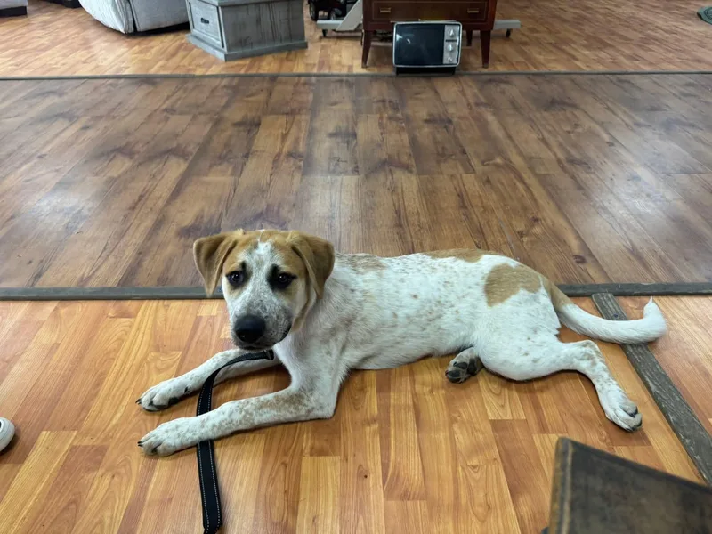A baby medium-sized male Australian Cattle Dog / Blue Heeler dog named Buck for adoption in Cleveland, OK