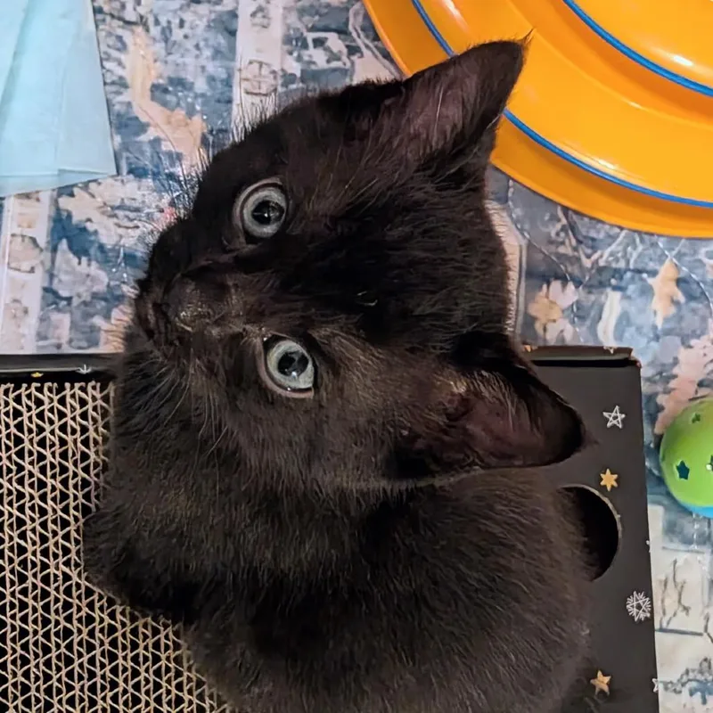 A baby small-sized female Black Domestic Short Hair cat named Pixel for adoption in Huntsville, AL