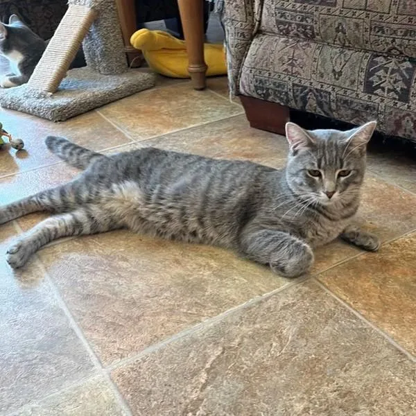 A young small-sized male Domestic Short Hair cat named King for adoption in Des Moines, IA