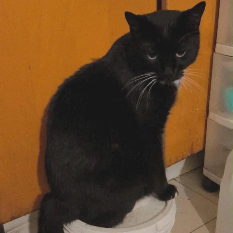 An adult large-sized male Black Domestic Short Hair cat named Mary Poppins Meet Me for adoption in Buffalo, MN