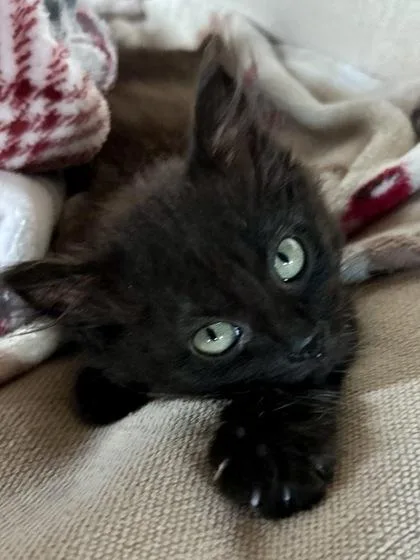 A baby small-sized female Domestic Short Hair cat named Sassy for adoption in Divide, CO