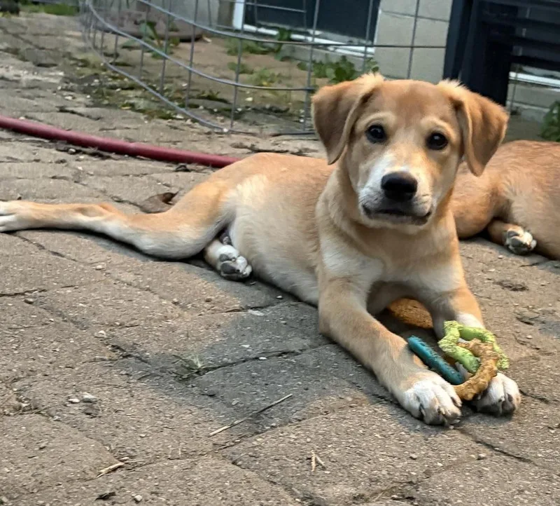 A baby large-sized male Labrador Retriever dog named Carmin for adoption in Columbus, OH