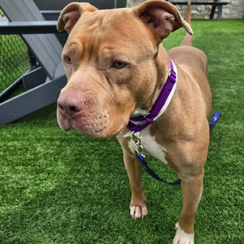 Sweet Pea thumbnail 2