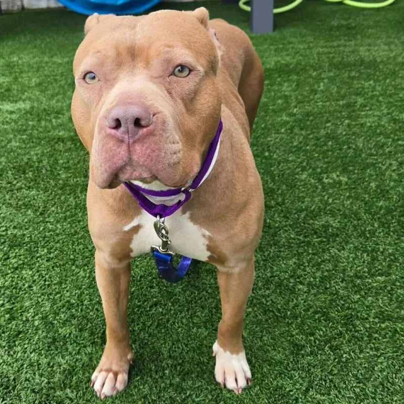 Sweet Pea thumbnail 3