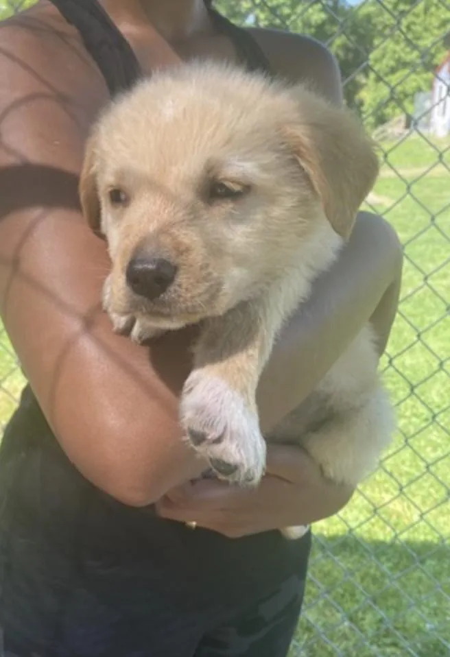 A baby large-sized female Great Pyrenees dog named Pyryellow Lab Pups Girls for adoption in Coatesville, PA