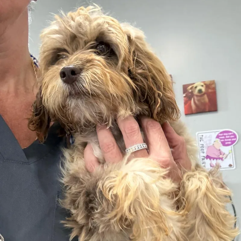 A baby small-sized female Brown / Chocolate Cavalier King Charles Spaniel dog named Abbi for adoption in Normal, IL