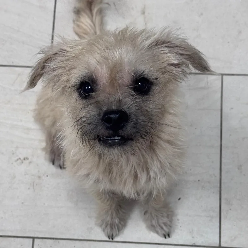 An adult small-sized female White / Cream Border Terrier dog named Lucky for adoption in Lufkin, TX