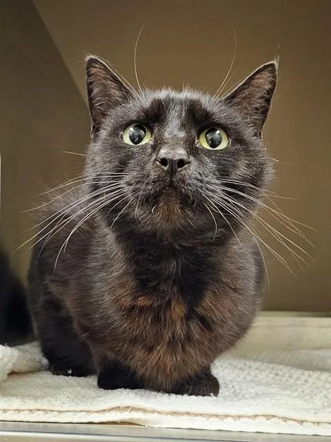 A senior medium-sized female Black Domestic Short Hair cat named Lily for adoption in Clyde, NC