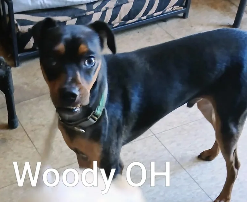Woody thumbnail 2