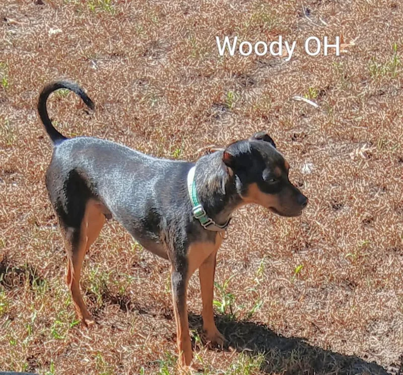 Woody thumbnail 3