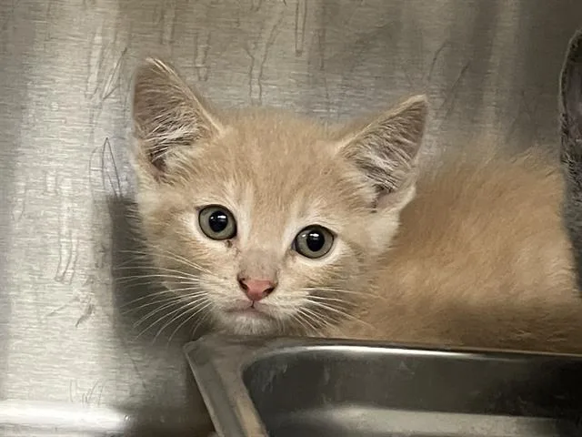 A baby small-sized male Domestic Short Hair cat named Rodger for adoption in Tustin, CA