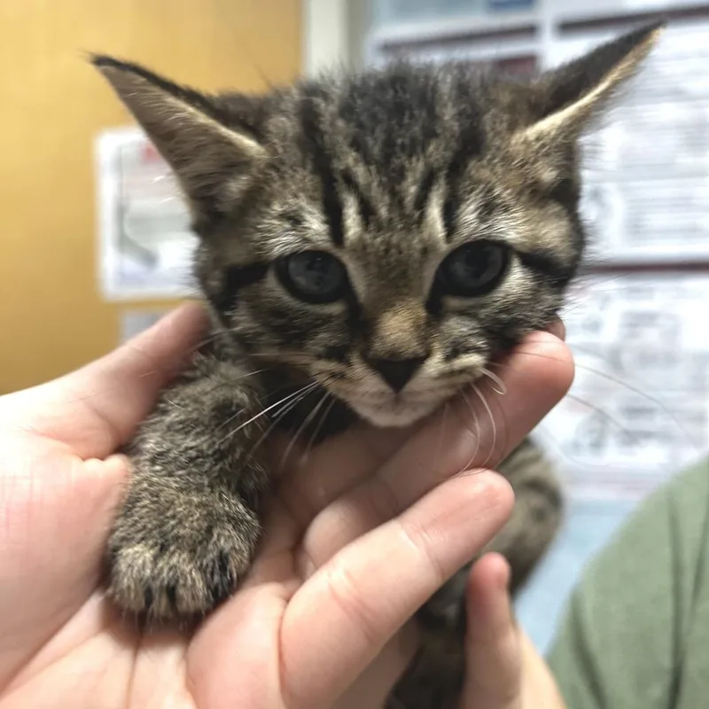 A baby small-sized female Black Domestic Short Hair cat named Mercury for adoption in Chattanooga, TN