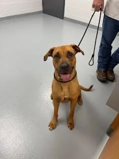 A young large-sized female Mixed Breed dog named River for adoption in Saint Cloud, FL