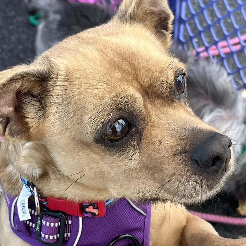 An adult small-sized male Chiweenie dog named Finn for adoption in Queenstown, MD