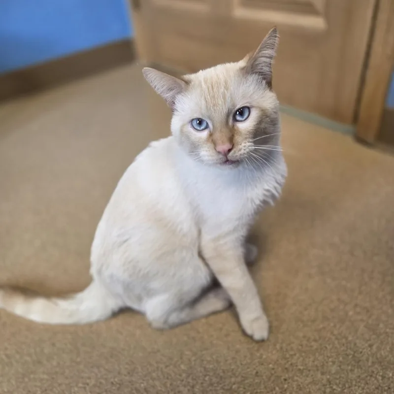 An adult medium-sized male Flame Point Domestic Short Hair cat named Unicron for adoption in Brookings, SD