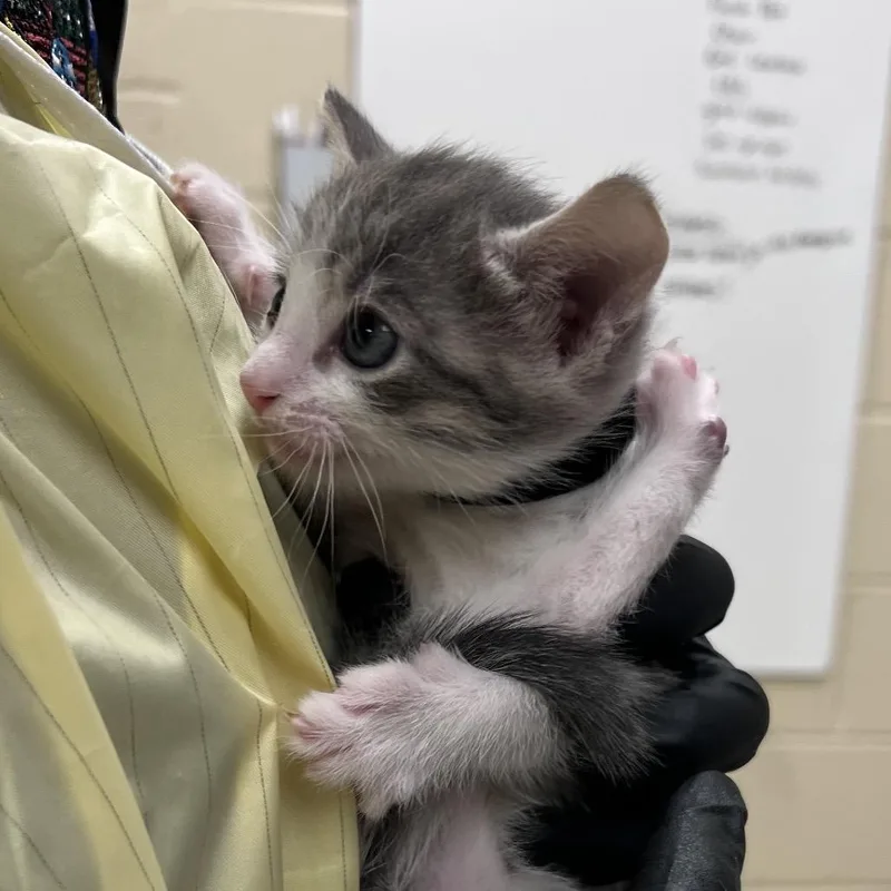 A baby small-sized male Gray / Blue / Silver Domestic Short Hair cat named Carlito for adoption in Winston Salem, NC