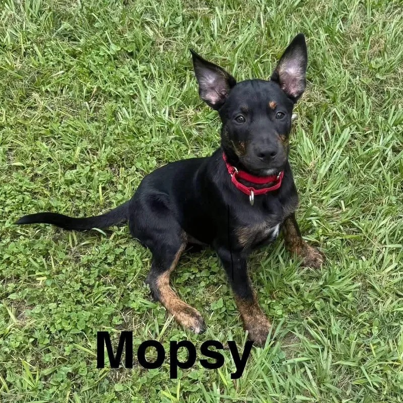 A baby medium-sized male Labrador Retriever dog named Mopsy for adoption in Houston, TX