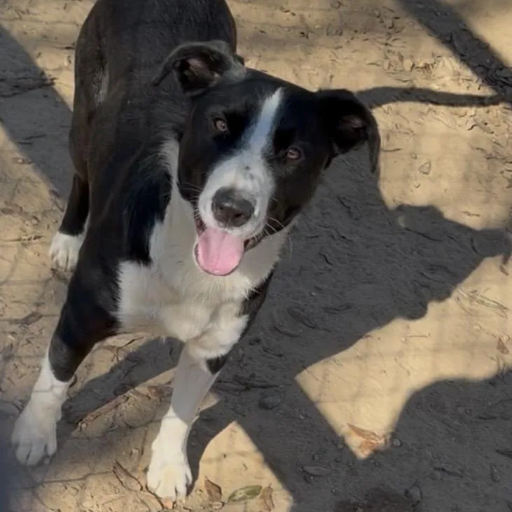 A young medium-sized male Collie dog named Shadow for adoption in Wiggins, MS