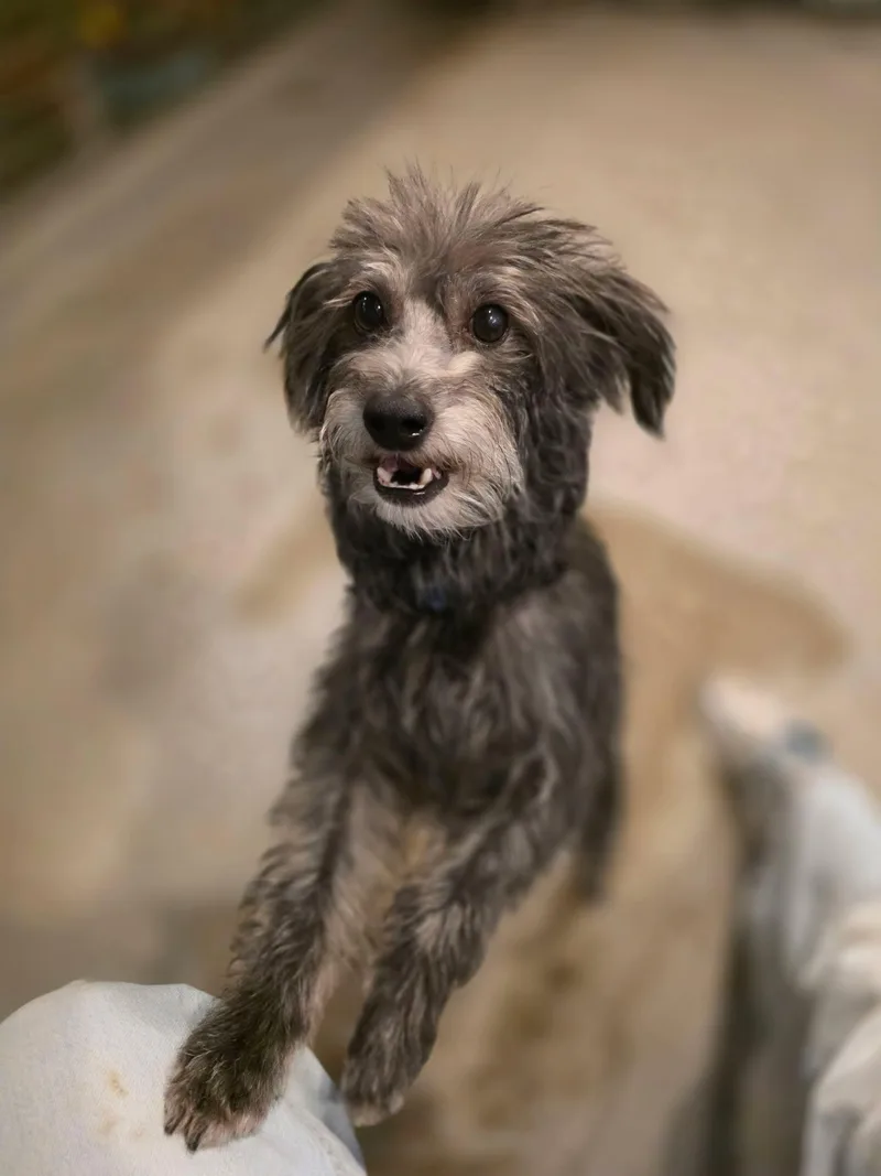 A young small-sized female Havanese dog named Dipity aka Serendipity for adoption in Phoenix, AZ