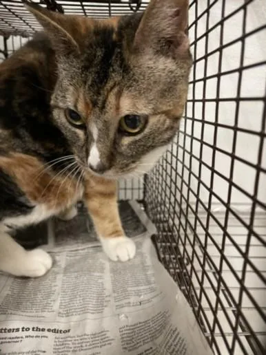 A senior medium-sized female Domestic Short Hair cat named Sadie for adoption in Van Nuys, CA