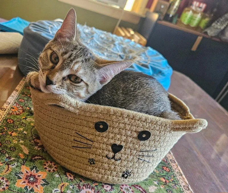A baby medium-sized female Tabby (Gray / Blue / Silver) Domestic Short Hair cat named Kane for adoption in Englewood, NJ