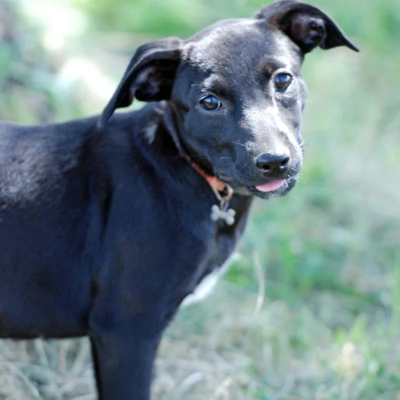 A baby medium-sized female Black Labrador Retriever dog named Izzie for adoption in Madisonville, TX