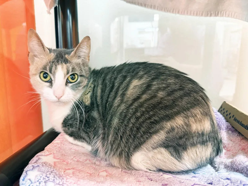 An adult medium-sized female Dilute Calico cat named Beauty  Gorgeous Little for adoption in Oshkosh, WI