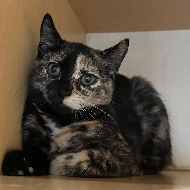 A baby small-sized female Tortoiseshell Domestic Short Hair cat named Toru for adoption in Washington Township, OH