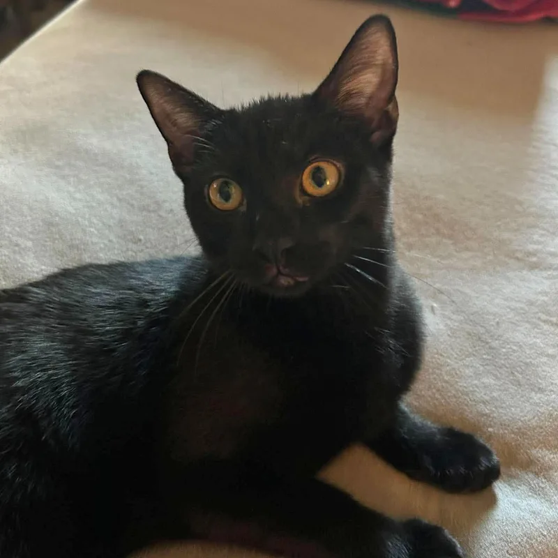 A baby medium-sized male Black Domestic Short Hair cat named Mac for adoption in Harrisburg, PA