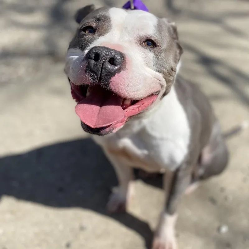 An adult medium-sized male Gray / Blue / Silver Mixed Breed dog named Zeus for adoption in West Olive, MI