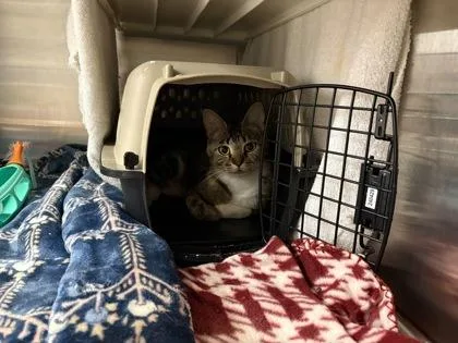 A young medium-sized female Brown / Chocolate Domestic Short Hair cat named No Such Thing As for adoption in Kansas City, MO