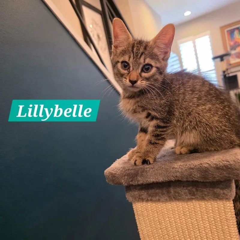 A baby small-sized female Brown / Chocolate Domestic Short Hair cat named Lillybelle for adoption in Reisterstown, MD