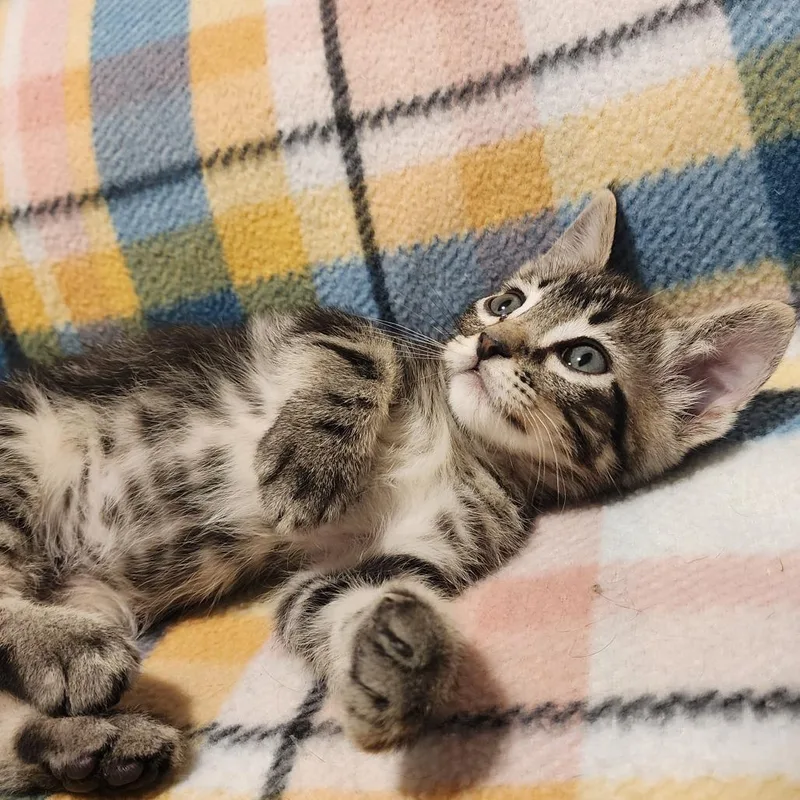 A baby medium-sized male Tabby (Brown / Chocolate) Domestic Short Hair cat named Birch for adoption in Graham, WA