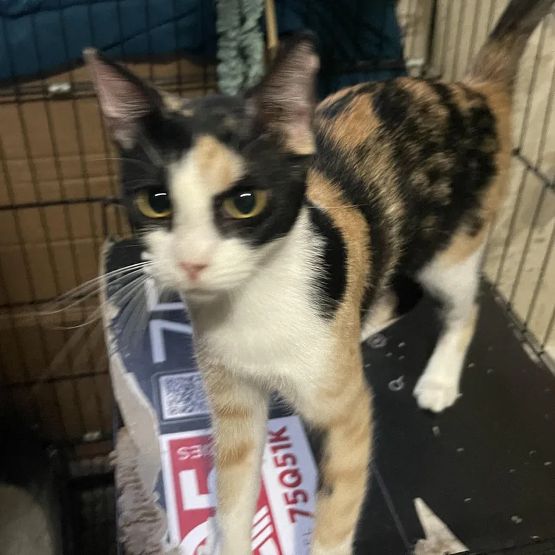 A baby small-sized female Calico Domestic Short Hair cat named Tilly for adoption in Liverpool, TX