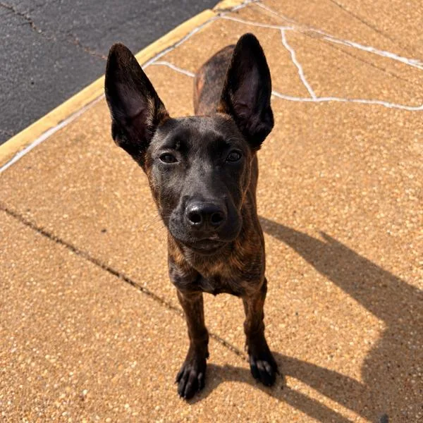 A baby small-sized female Brindle Shepherd dog named Nyx for adoption in Chesapeake, VA