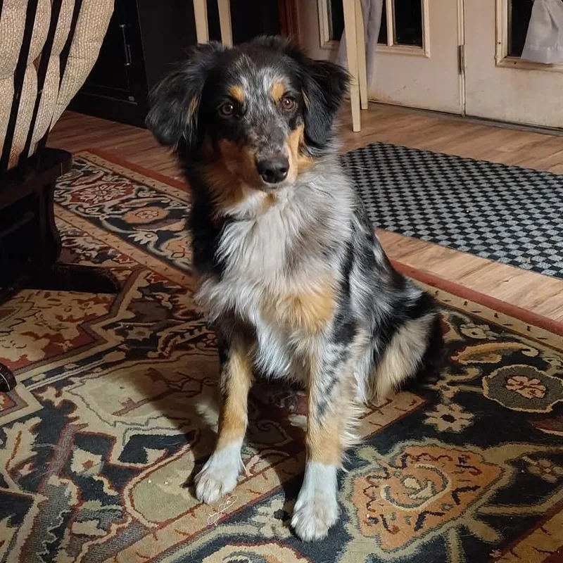 Daisy