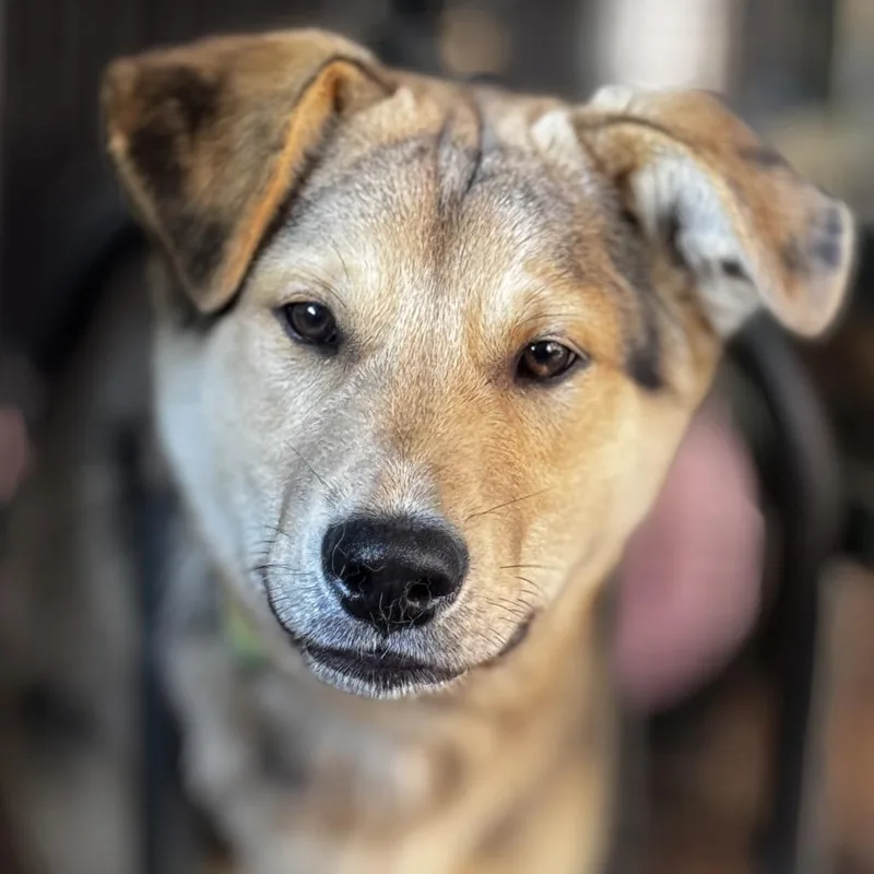 A young medium-sized male Brown / Chocolate Australian Shepherd dog named Crosby for adoption in Point Richmond, CA