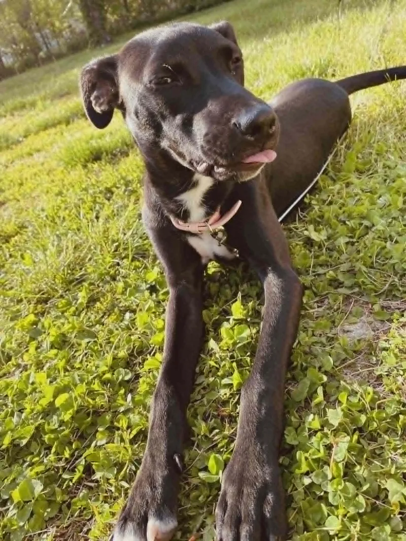 A baby medium-sized female Labrador Retriever dog named Truffles for adoption in Coldwater, MI