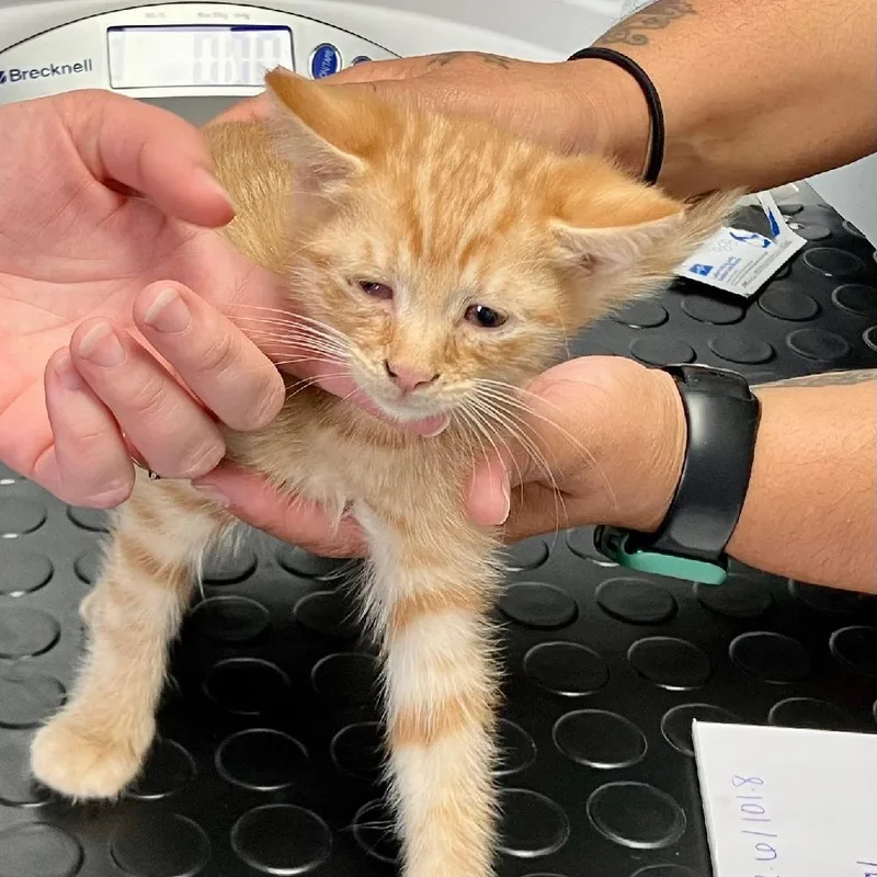 A baby medium-sized male Orange & White Domestic Short Hair cat named Simba for adoption in Gastonia, NC