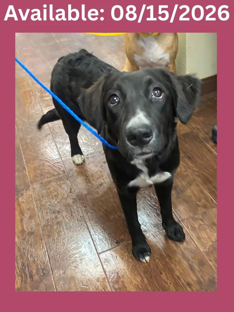 A baby medium-sized female Flat-Coated Retriever dog named Dog Kennel for adoption in Greenville, TX