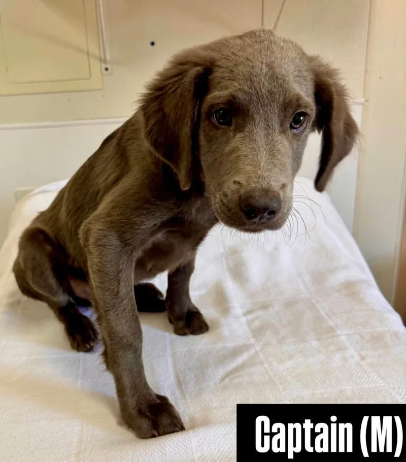 A baby medium-sized male Gray / Blue / Silver Weimaraner dog named Captain for adoption in Monroe , NC