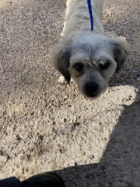 An adult small-sized male Mixed Breed dog named Hamburglar for adoption in Dallas, TX