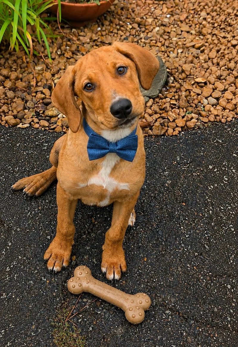 A baby medium-sized male Golden Retriever dog named Ferb for adoption in Watertown, CT