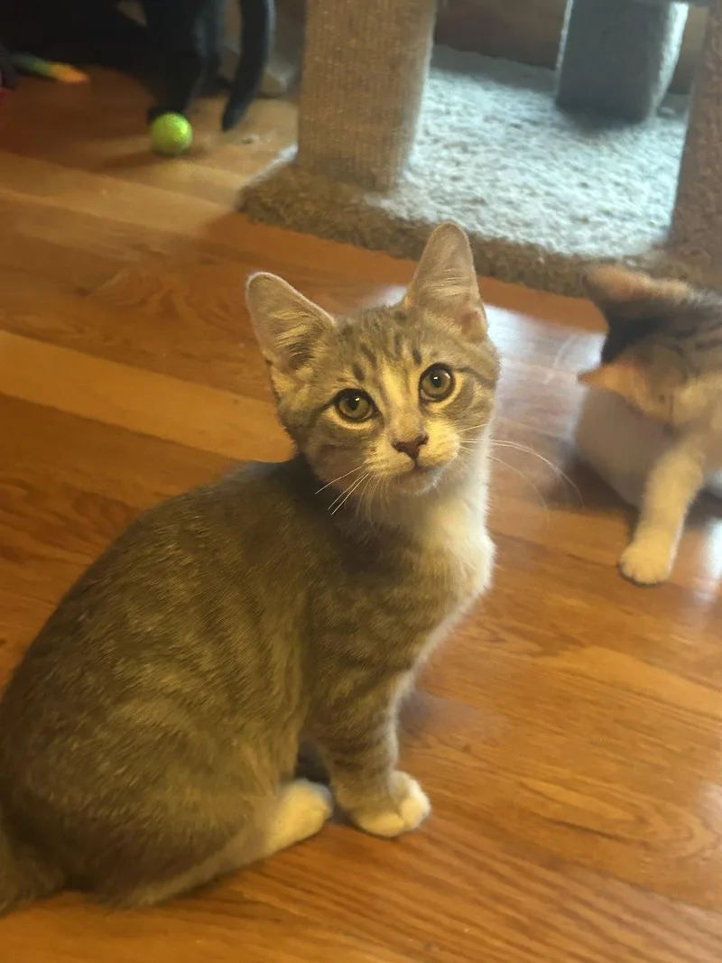 A baby medium-sized male Gray & White Domestic Short Hair cat named Neo for adoption in Absecon, NJ