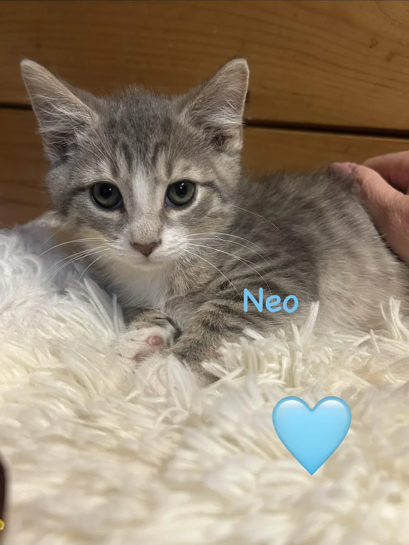 Neo thumbnail 2