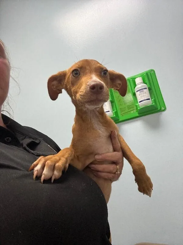 A young small-sized female Brown / Chocolate Mixed Breed dog named Everley for adoption in Mobile, AL