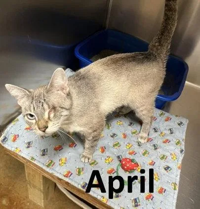 An adult medium-sized female Siamese cat named April for adoption in Mountain View, AR